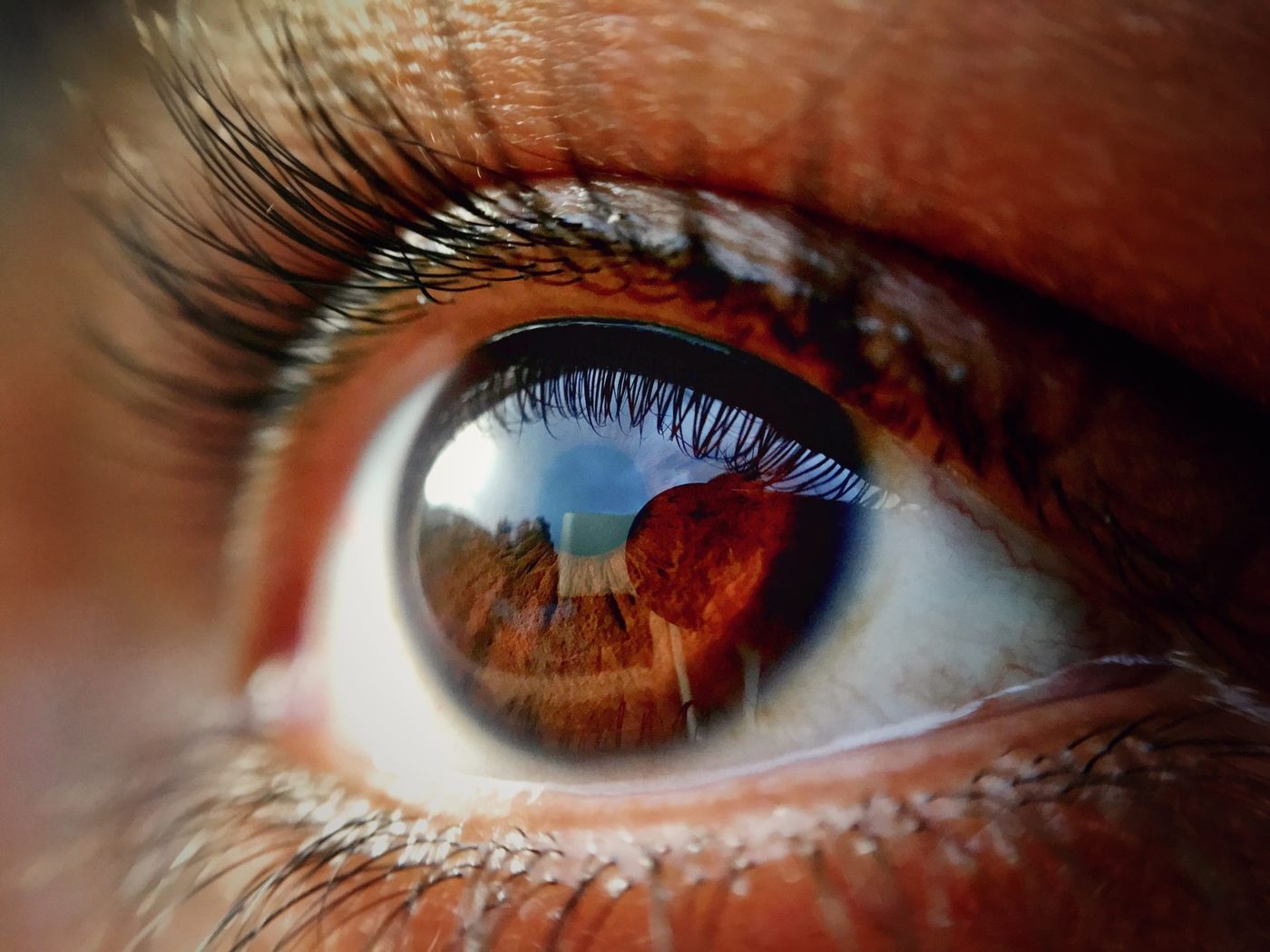 Gros plan sur un œil aux reflets ambrés, l'iris observé en iridologie